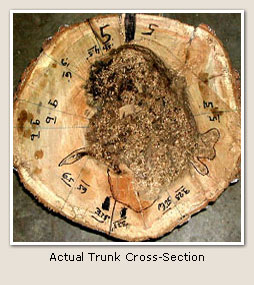 Picture of actual trunk cross-section