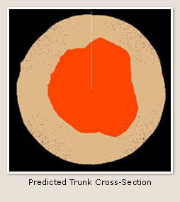 Date image of predicted tree trunk cross-section
