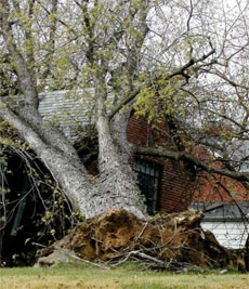 Tree fallen from storm.